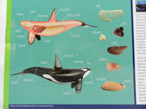 4D Vision Anatomy Model 3D CutAway Puzzle